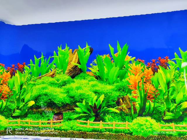 Gambar background hiasan dinding Aquarium tinggi 50cm panjang 1 meter