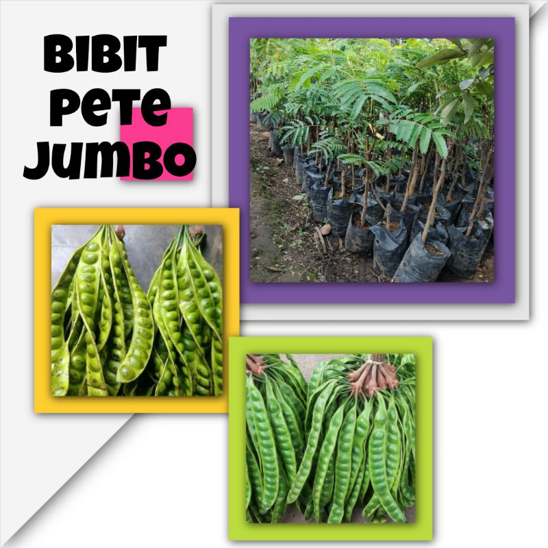 Bibit pete jumbo/raksasa Hasil okulasi