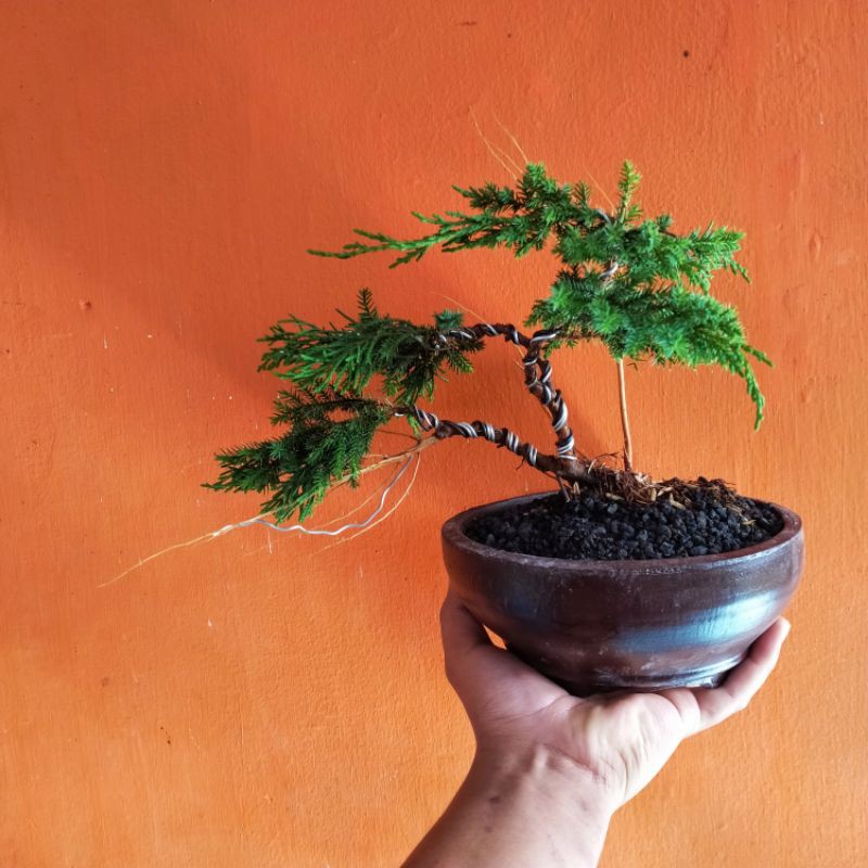 bonsai cemara pua pua (sudah jadi)