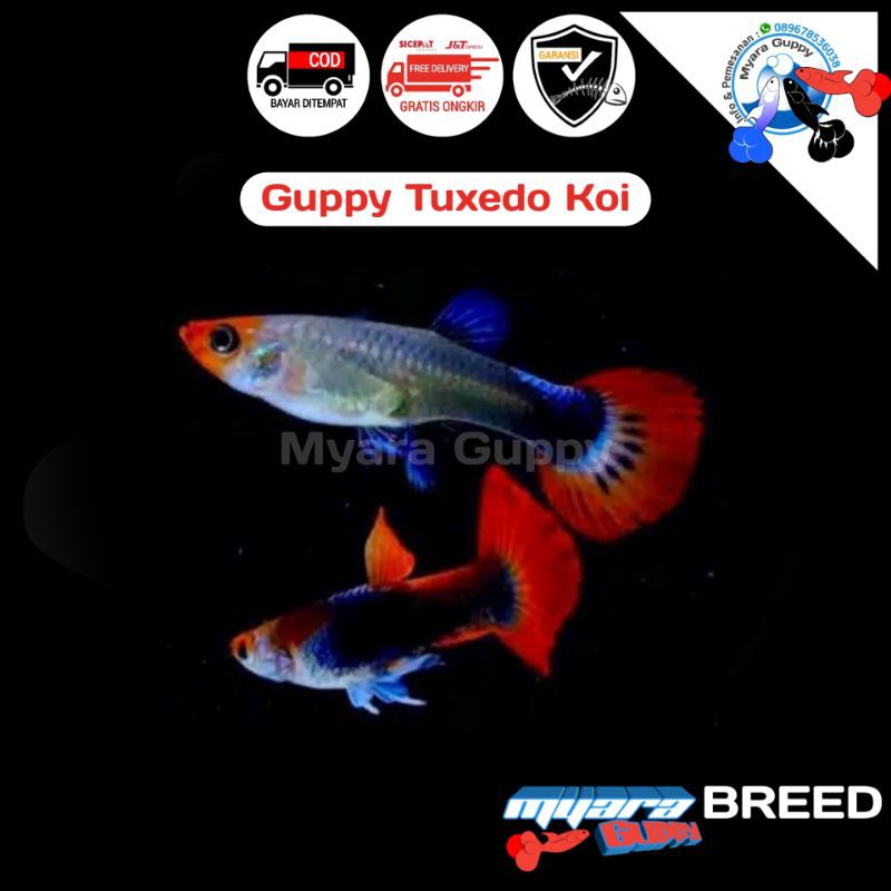 Ikan Hias Guppy Tuxedo Koi