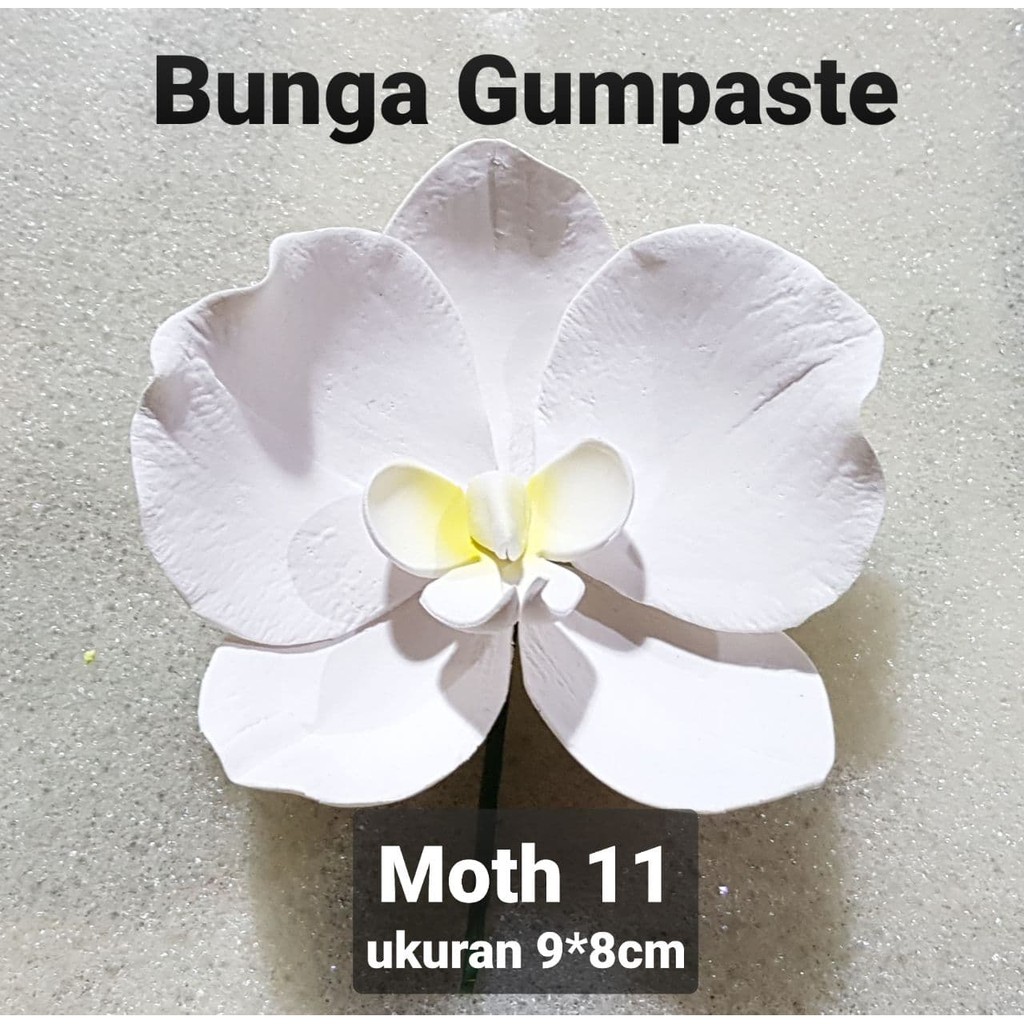 

Moth / Anggrek Bulan - White/Putih