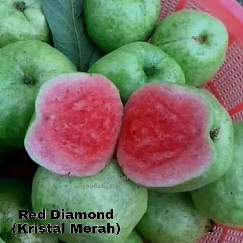 Bibit Jambu Kristal Merah / Red Diamond [BUKAN JAMBU SUKUN MERAH]