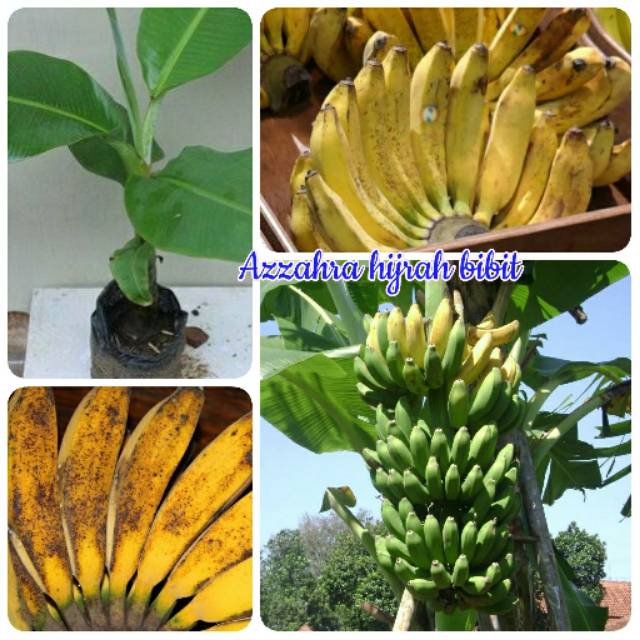 Bibit pisang raja super