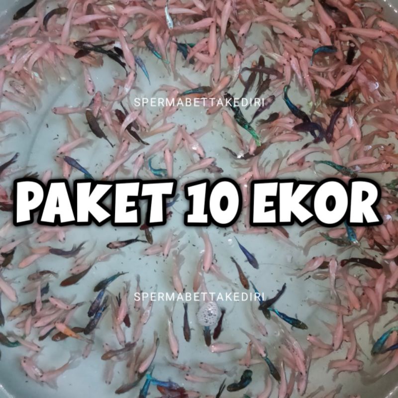 Paket 10 Ekor Segala Jenis Anakan Xupang Random