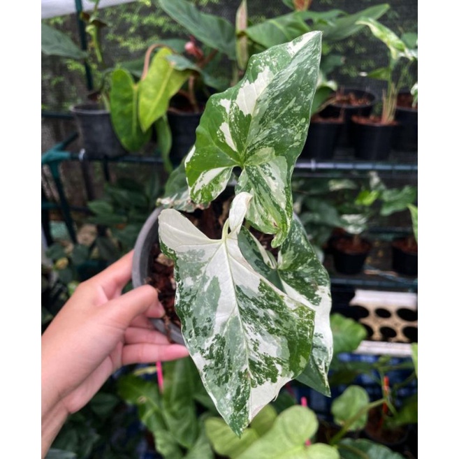 Syngonium Albo Varigata