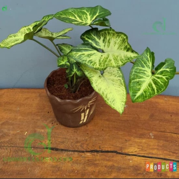 Syngonium Podophyllum / Tanaman Hias Indoor