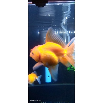 ikan hias,mas koki