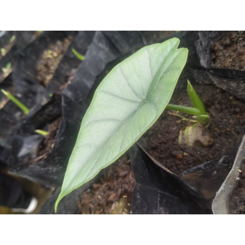 alocasia bisma (anakan)