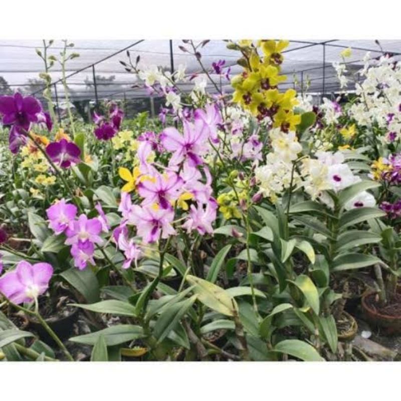 Anggrek Dendro seedling banyak warna Dendrobium