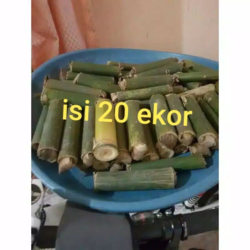 Ulat bambu isi20ekor Ulet segar" Cangcilung umpan pancing pakan burung