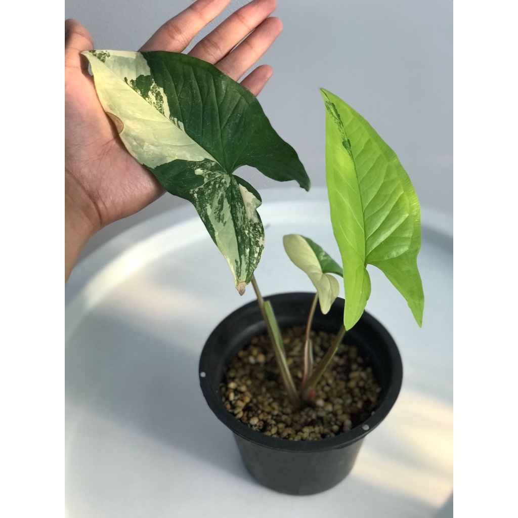 Syngonium Yellow var 3D