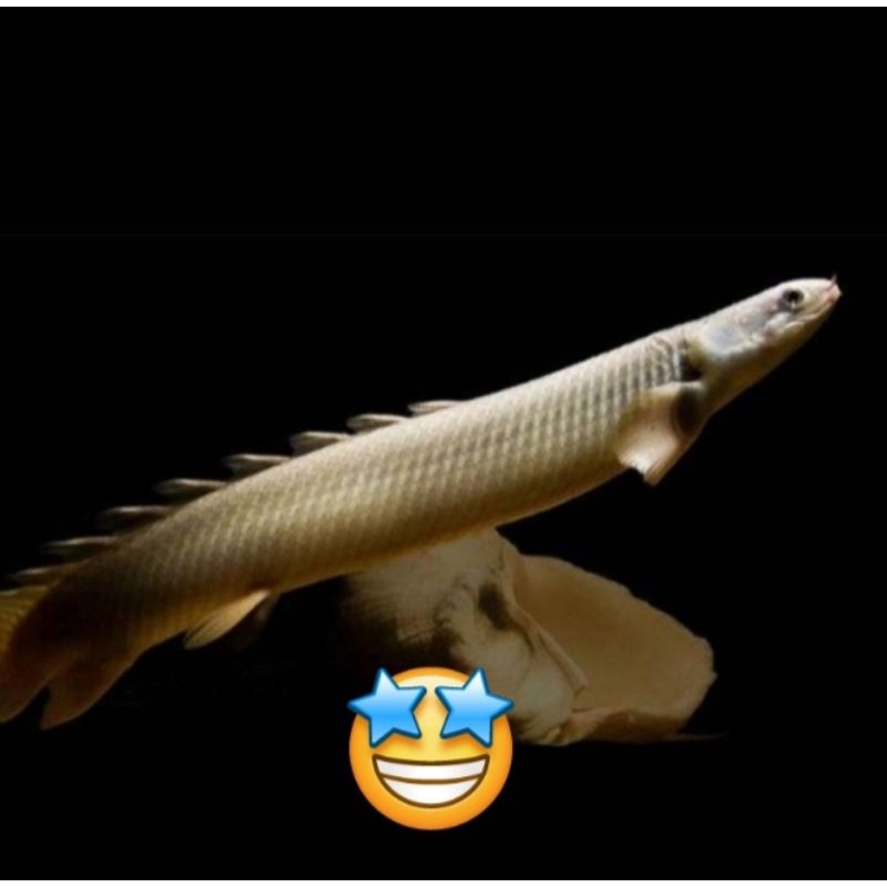 palmas senegalus 9-10cm