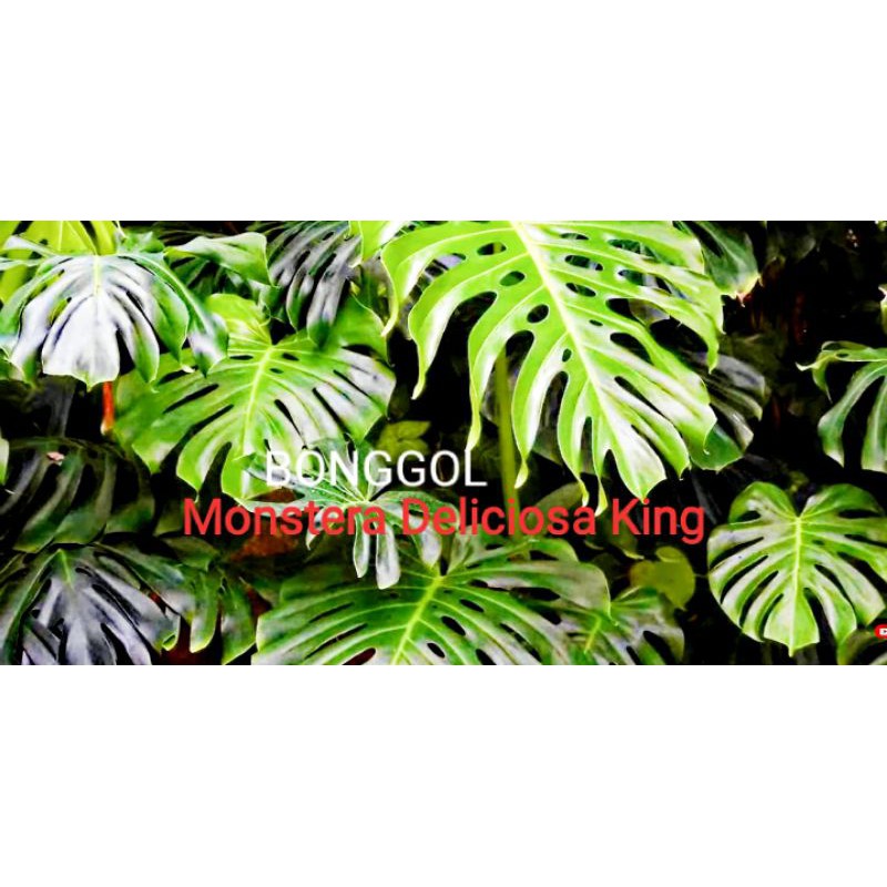 Bonggol Monstera Deliciosa king Super JUMBO