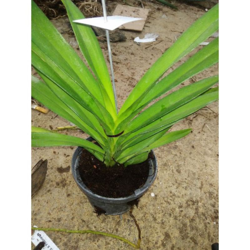 vanda hybrid kondisi remaja