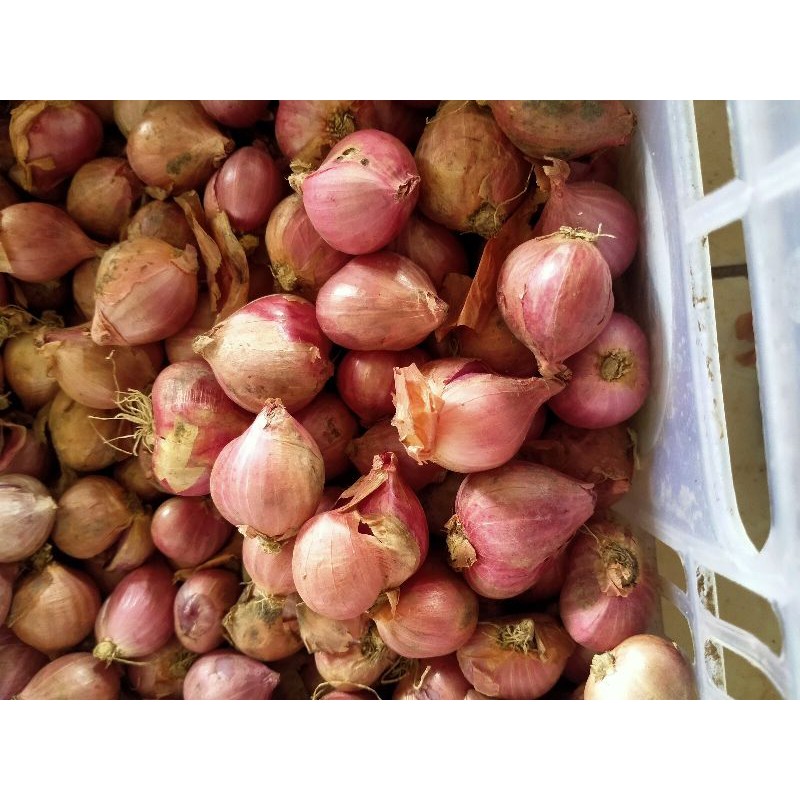 

Bawang Merah Tanggung