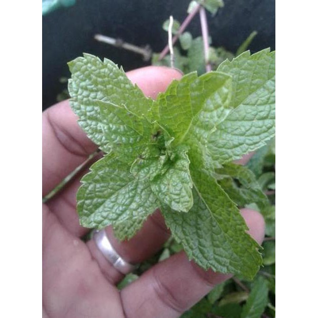 &* TANAMAN DAUN MINT (PEPPERMINT) - BIBIT TANAMAN HIAS OBAT HERBAL