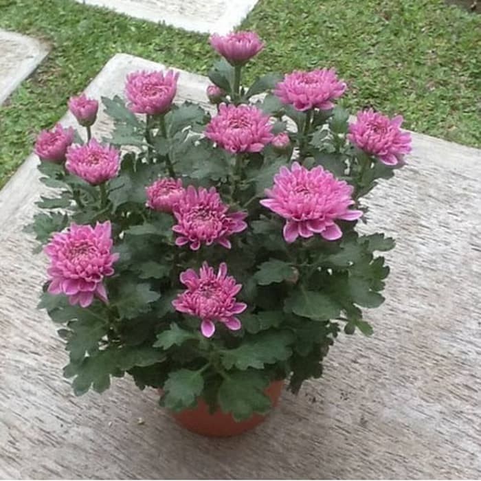 tanaman krisan pot ungu