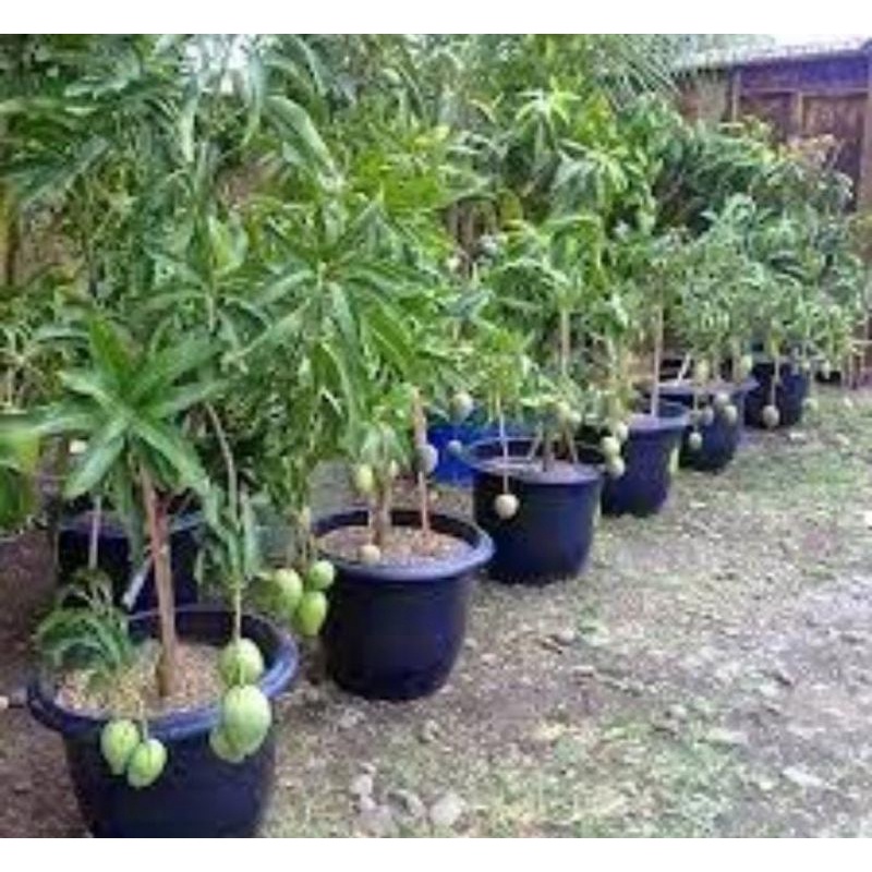 TANAMAN BUAH MANGGA HARUMANIS BESAR SUDAH BUAH
