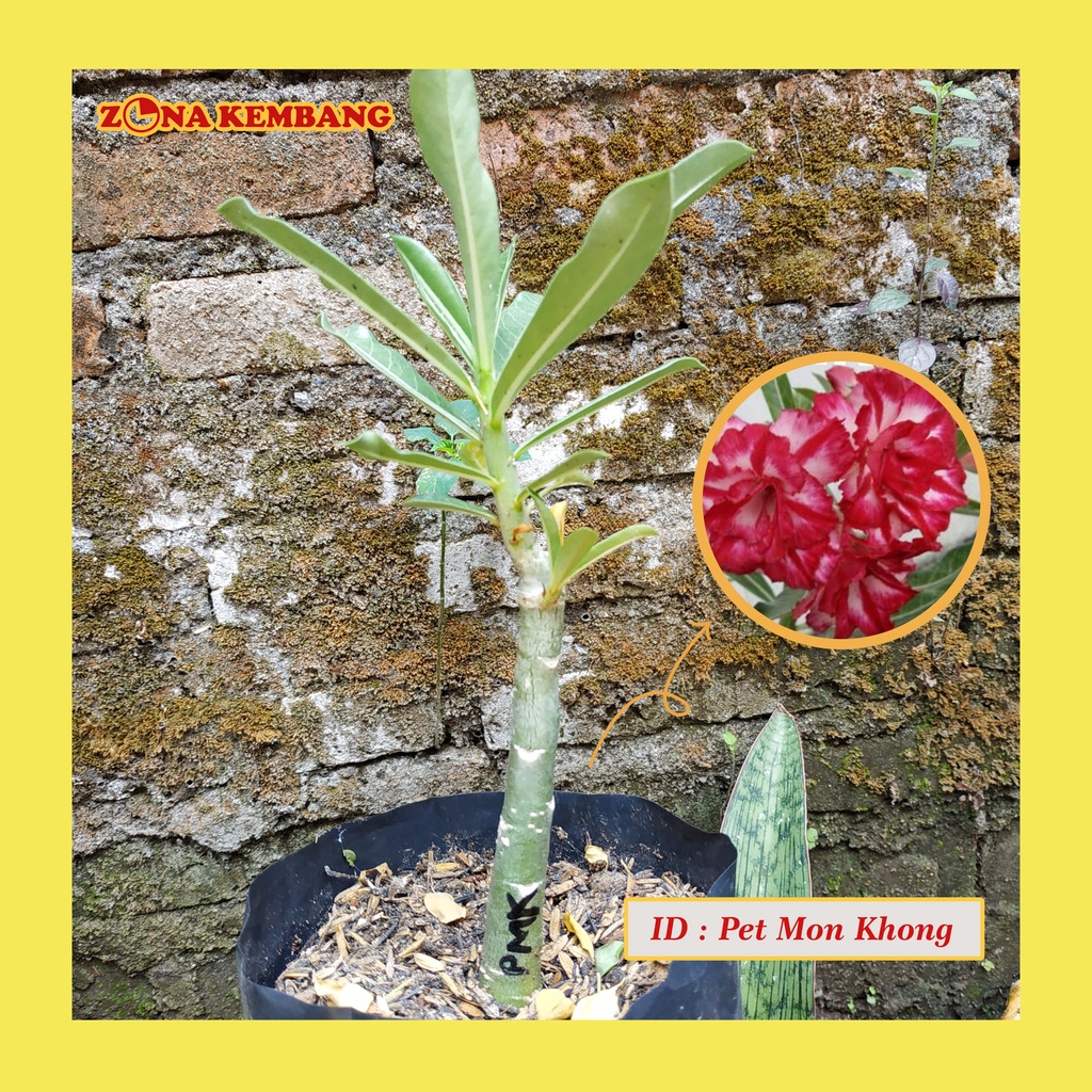 (Bisa COD) Adenium BERKUALITAS | Bunga adenium | Kamboja jepang | BungaCantik | adenium tumpuk | PMK