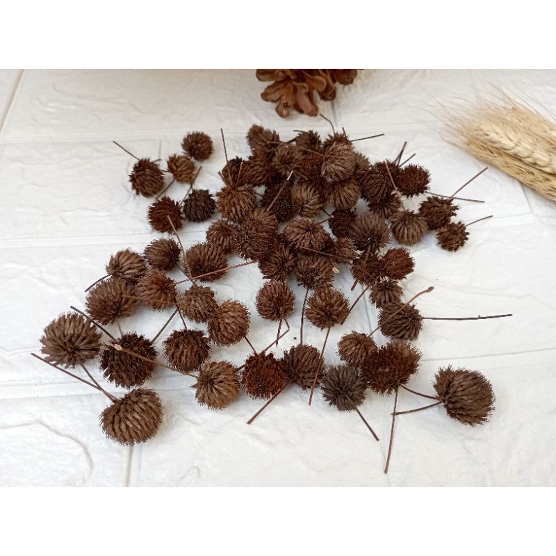 Bunga Marigold Pom Pom Natural Coklat Tua Per Pack isi 10 pcs Proferty Photo Bunga Rustic