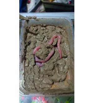 ✺ umpan alam cacing nipah ✪