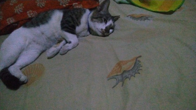 [ada Jumbo] Tunik Cindrawasih Batik Iriana Merak Papua Guvi Batik Casual Kantor Midi Muslim Kerja