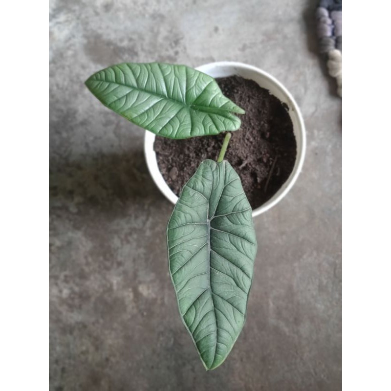 alocasia bisma silver