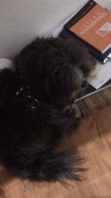 Alocasia Silver Sp Sumut