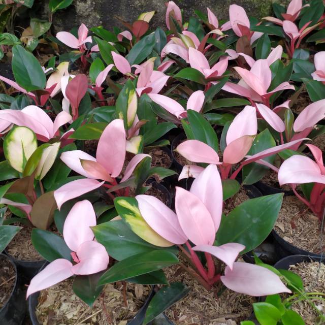 BIBIT PHILODENDRON PINK CONGO COMPACTA