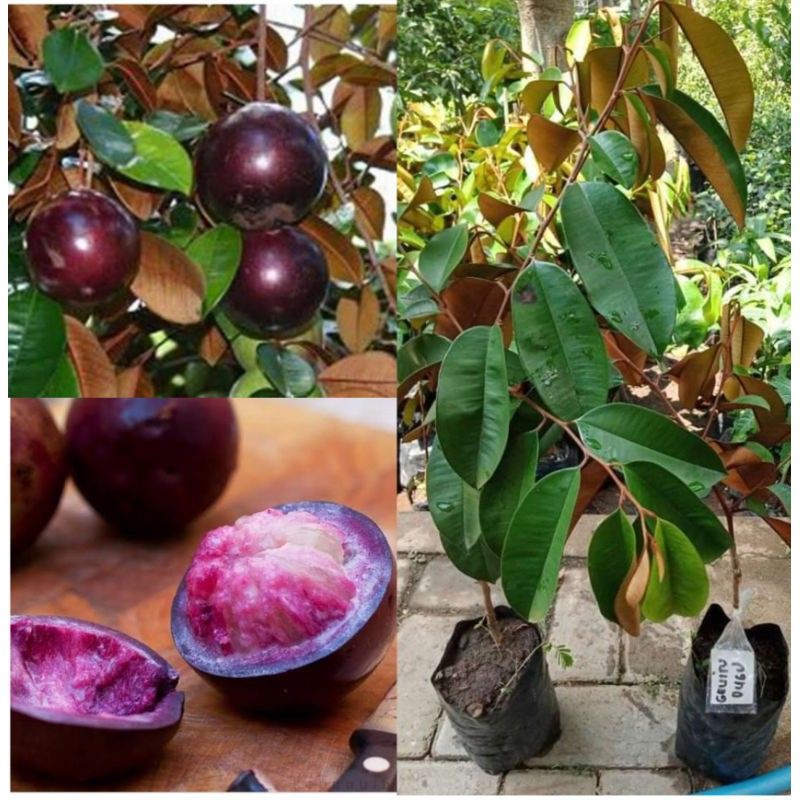 Bibit buah kenitu ungu