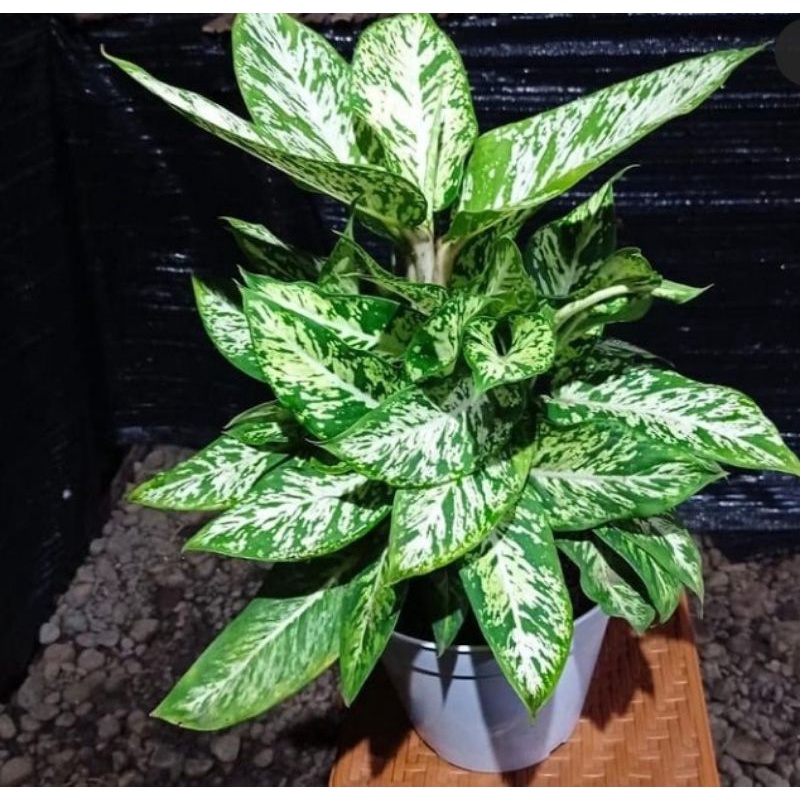 diven candi / anggun ayu