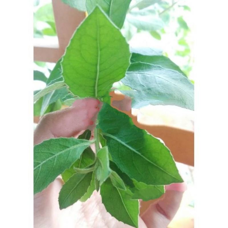 

Daun Beluntas // Bibit stek-cutting