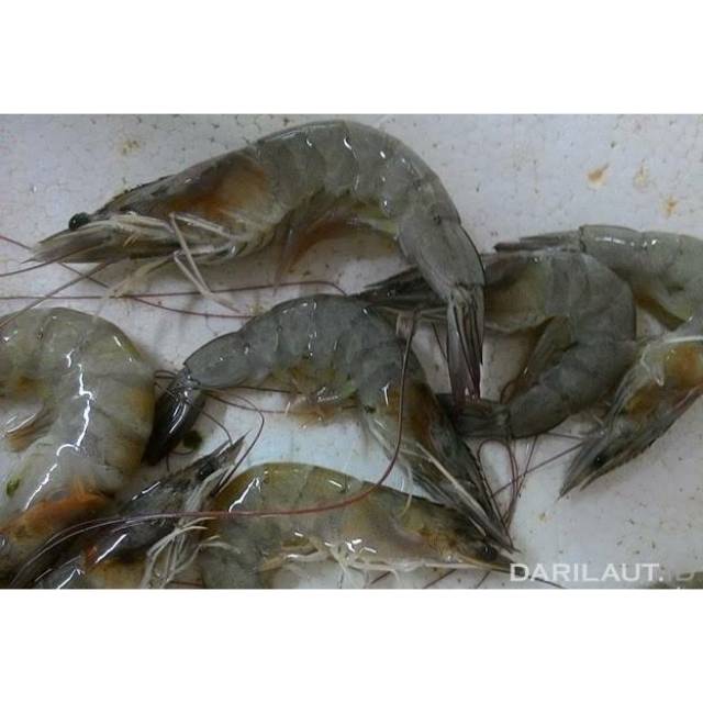 

Udang kelong 300 gram
