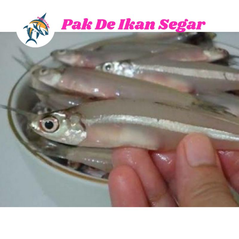 

Ikan Teri Basah Segar.