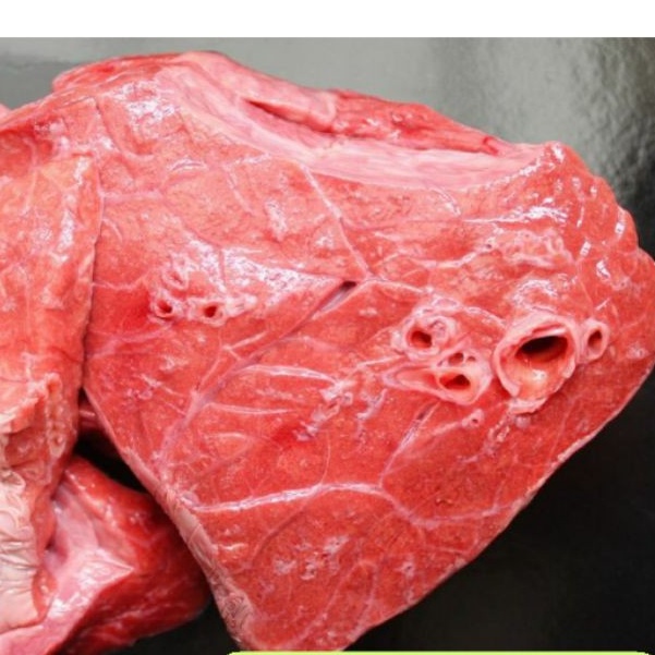 

DAGING SAPI HALAL / PARU SAPI PARU UTUH 1KG PARU FRESH SUPER