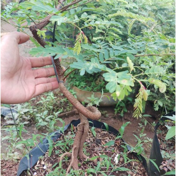 bibit asem jawa bahan bonsai berkarakter dari biji