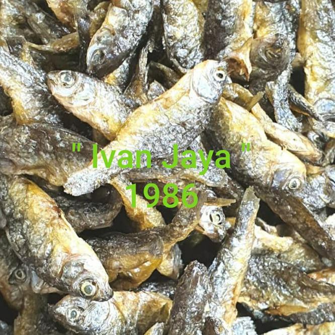 

Terhot! Ikan Danau Singkarak Atau Bilih Kecil 250 Gram _