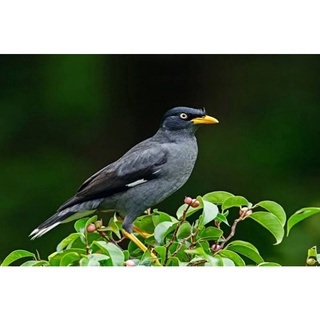 Burung Jalbo atau Jalak Kebo