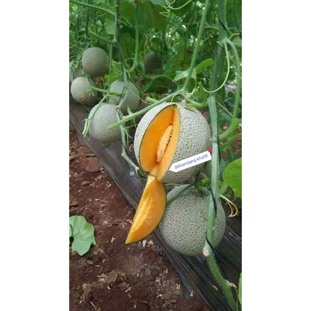 

BUAH MELON ORANGE