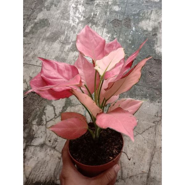 aglonema pink catrina dewasa jumbo