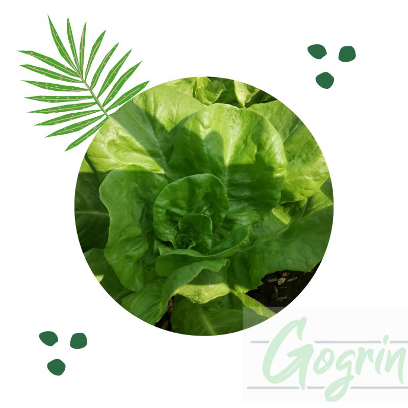 Benih Buterhead Lettuce