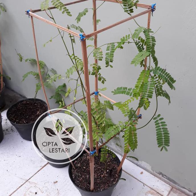 Bibit Pohon Daun Saga Tanaman Obat Herbal Merambat sabang