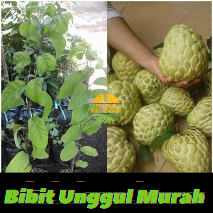 bibit srikaya jumbo