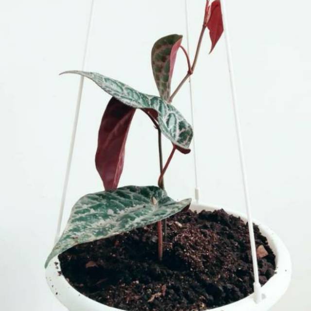 Tanaman herbal sirih merah - sirih merah - pohon sirih merah