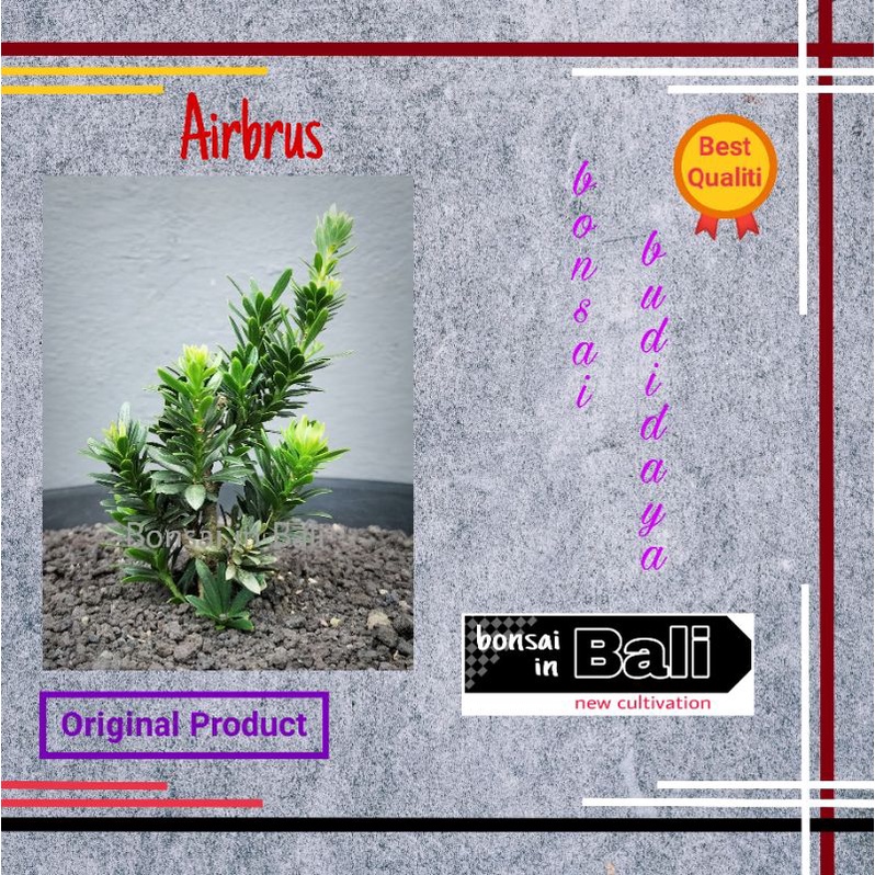 Bibit bahan Bonsai Lohansung Micro Airbrus