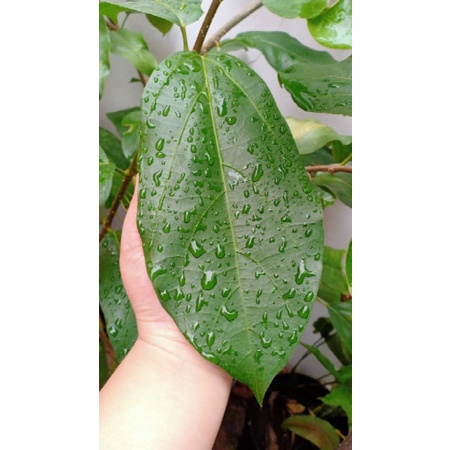 

Bibit Cincau Hijau
