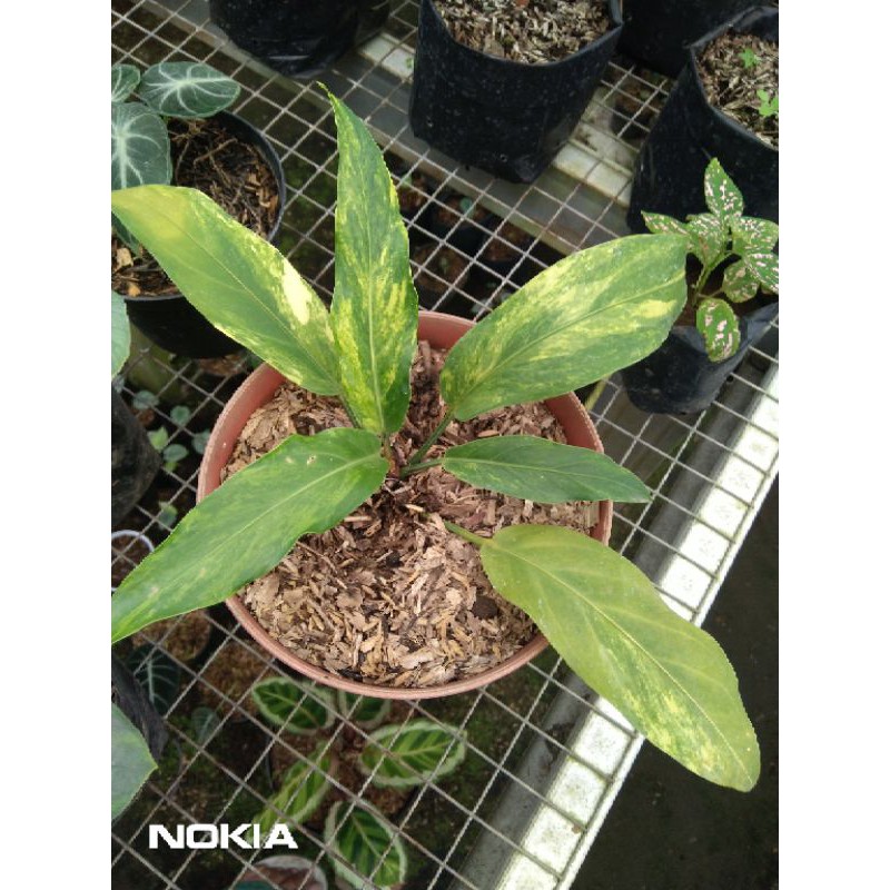 anthurium gelombang cinta varigata kuning