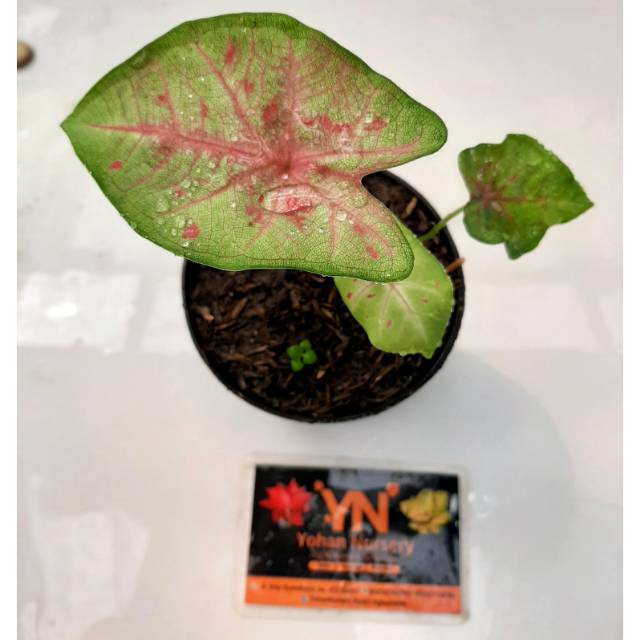 SEKSI PINK/ SEXY PINK/ SEKSI PING/ Bunga/ Tanaman/ Keladi/ Caladium/ Bibit/ Keladi thailand