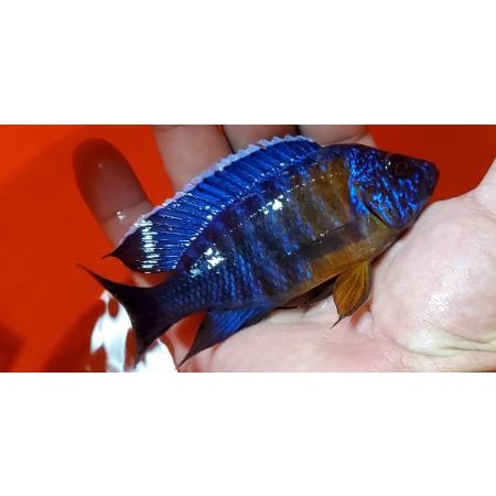 AFRICAN CICHLID REDFLUSH 9-10 cm