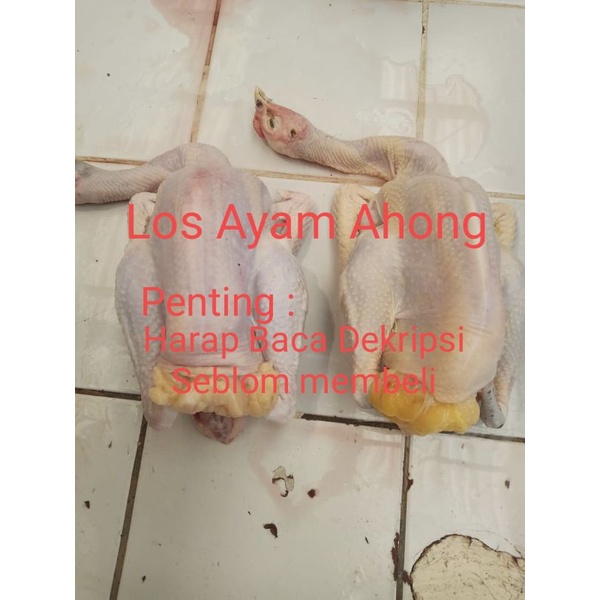 

Ayam kampung asli 900-1000 gram hidup
